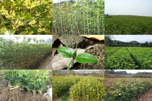 盆栽桂花树种植技术与注意事项有哪些1686701866904