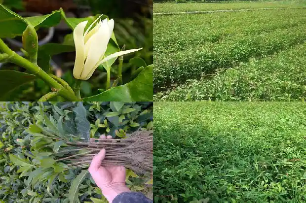 桂花怎么卖的1690763968200