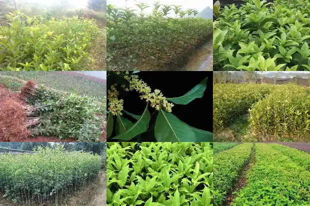 夏天栽桂花树注意什么1686701886754