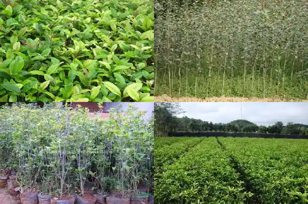夏天栽桂花树注意什么1686701886801