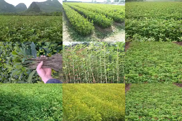 夏天如何养桂花树1686701906268