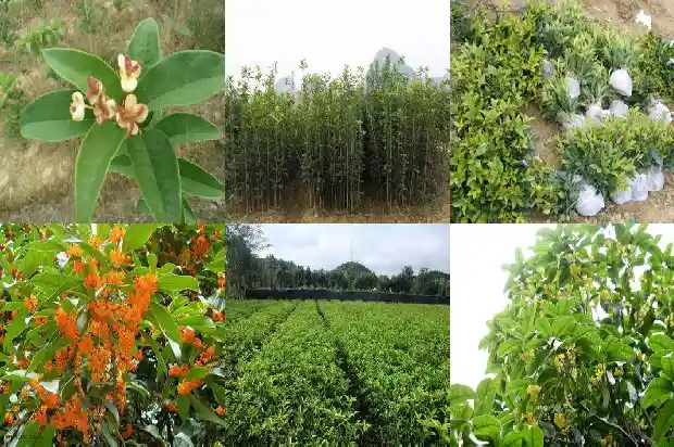 盆栽桂花为什么不开花1686701926271