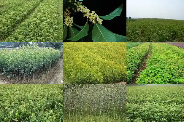 我家桂花怎么不开花1686701969466