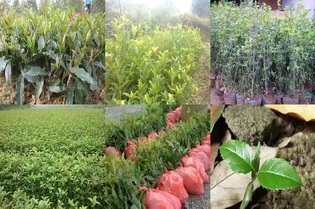 我家桂花怎么不开花1686701969514