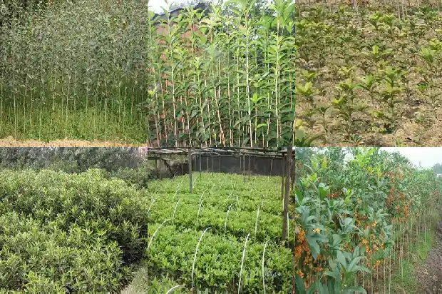 桂花树第一年长得慢怎么办呢1686701991792