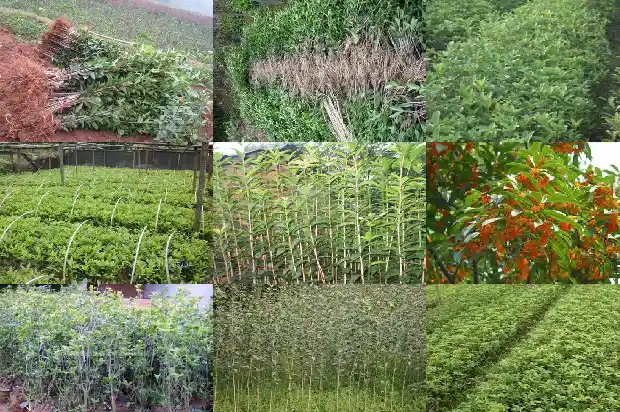 桂花树枝煮水有何功效1689122131903