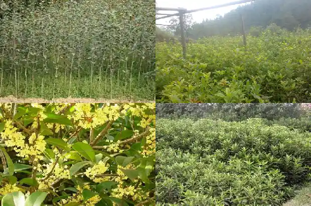 桂花移植后多久施肥1686702014066