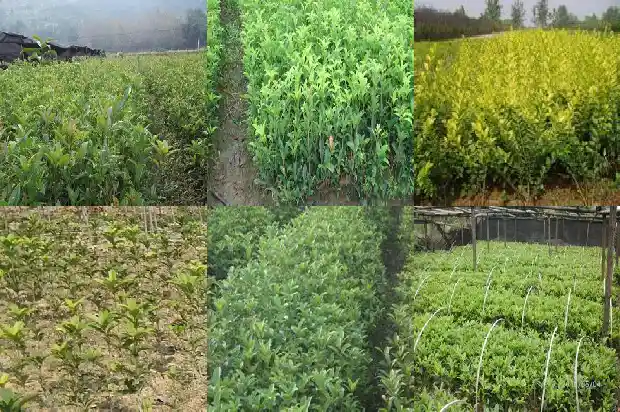 桂花移植后多久施肥1686702014112