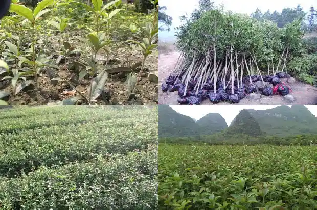 桂花移植后多久施肥1686702014158