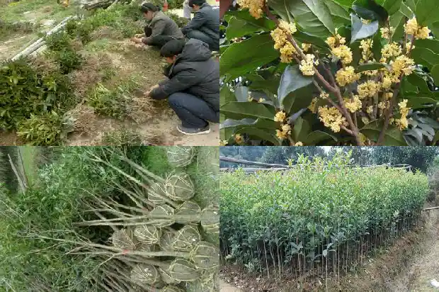 桂花移栽需要修剪吗1686702031981