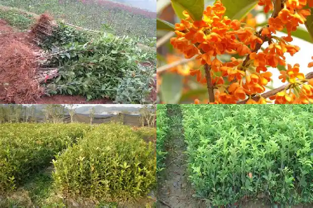 沂蒙桂花市场营业时间电话1686702047766