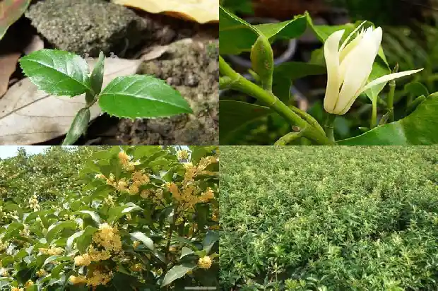 沂蒙桂花市场营业时间电话1686702047812
