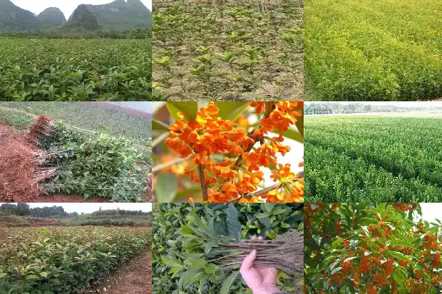 沂蒙桂花市场价格查询1686702070949
