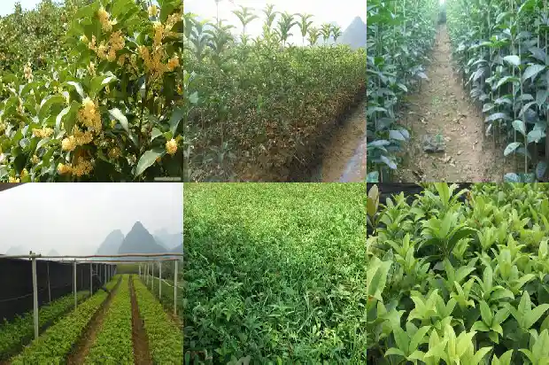沂蒙桂花市场价格查询1686702070996