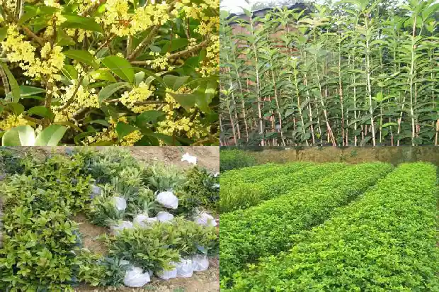 沂蒙桂花市场价格查询1686702071044