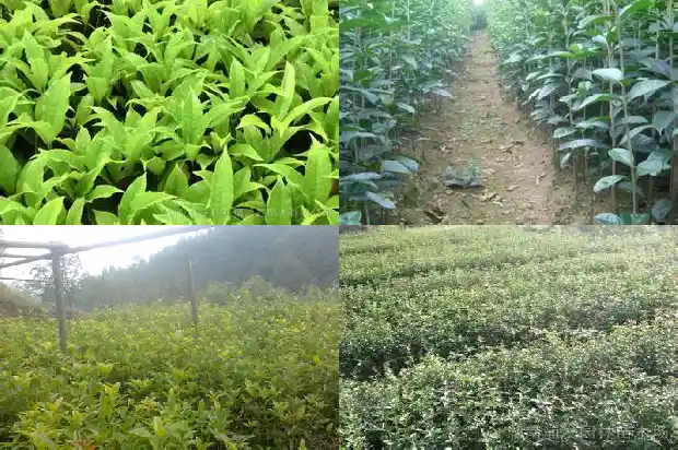 桂花公园附近菜市场1686702090760