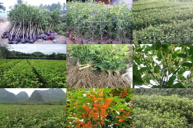 桂花公园附近菜市场1686702090808