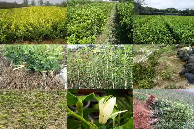 种桂花树要用多大的盆呢1686702131386