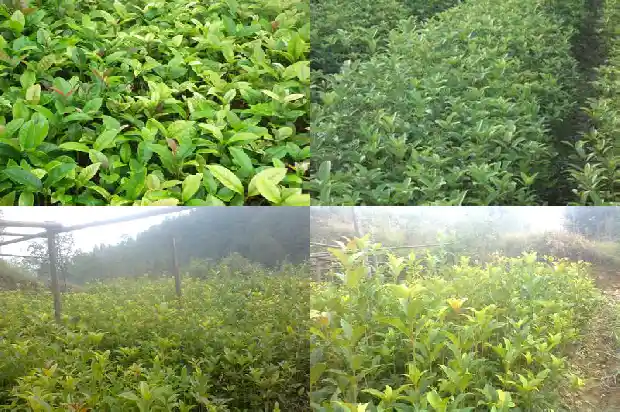 天香台阁桂花原生好还是嫁接好1689727025072