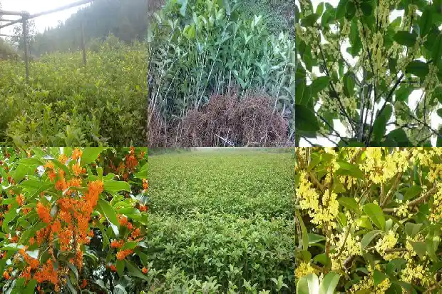 种桂花树要用多大的盆呢1686702131482