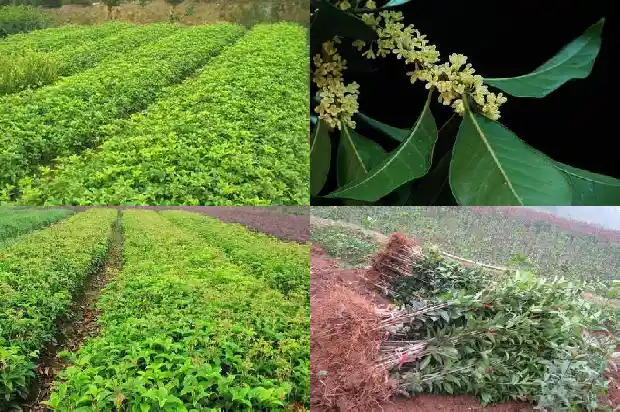 桂花树有几种?哪一种比较好养活1688692898832