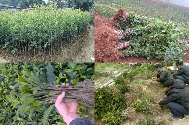 桂花树枝怎么养护1686702154226