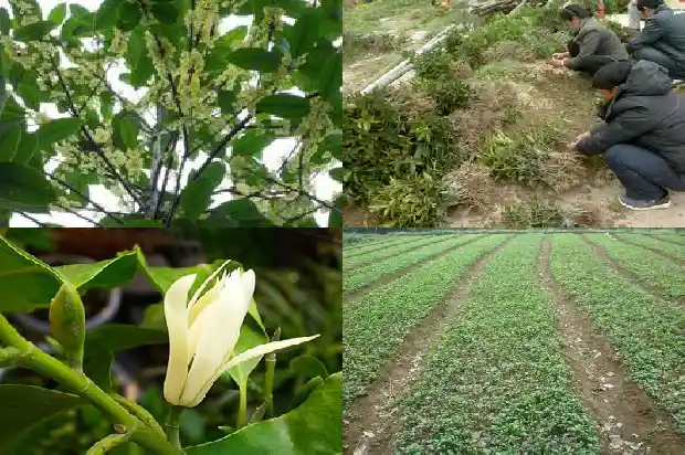 桂花树枝怎么种1686702177017