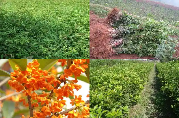 桂花树枝怎么种1686702177110