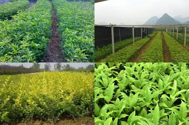 桂花树 养护1686702198904