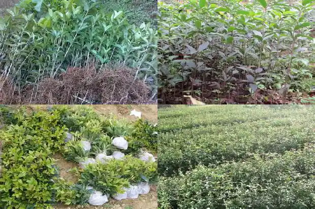 桂花什么时候重剪好1688604673193
