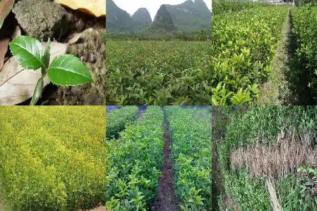 路上的桂花可以摘吗1686702222998