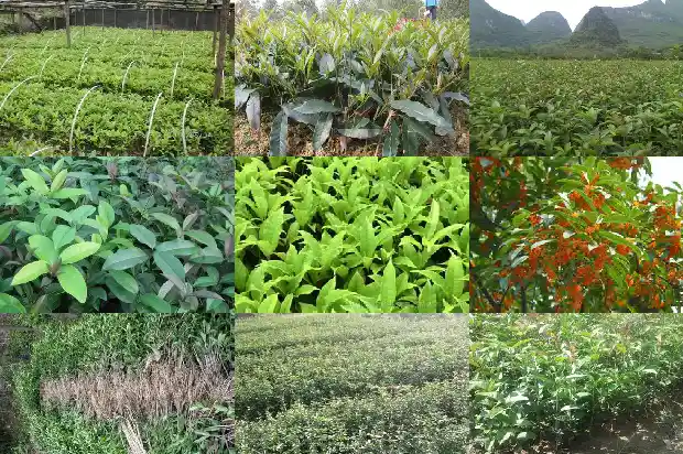 路上的桂花可以摘吗1686702223046