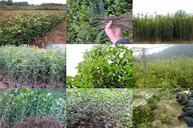 路上的桂花可以摘吗1686702223093