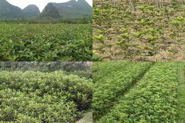桂花最贵的多少钱一棵1689899612310
