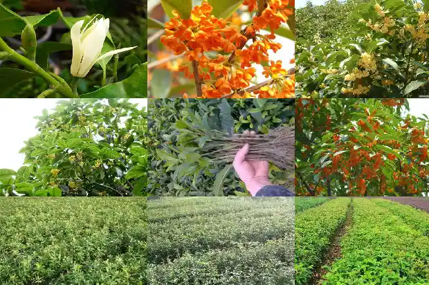 桂花树怎么育苗成活率最好1689899689234