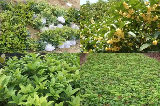 桂花树大约多少米深1686702285060
