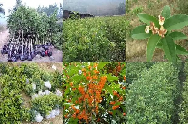 桂花树一般高多少米深度1686702337053