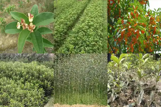 桂花树一般高多少米深度1686702337100