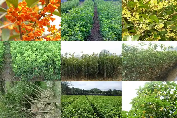 桂花树一般高多少米深度1686702337147