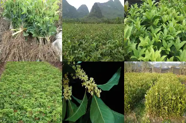 桂花树干可以嫁接什么1686702353167