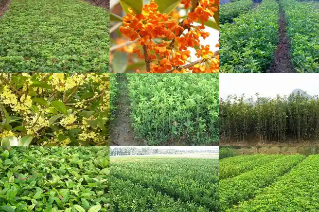 桂花树干可以嫁接什么1686702353214