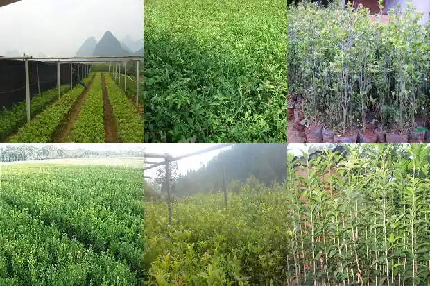 桂花树象征什么精神品质内涵1690677153485