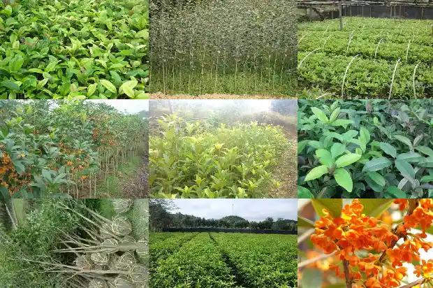 用对比的手法描写桂花1686702393536