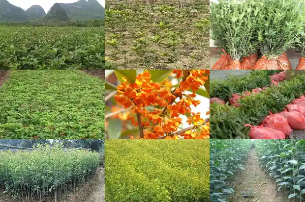 用对比的手法描写桂花1686702393582