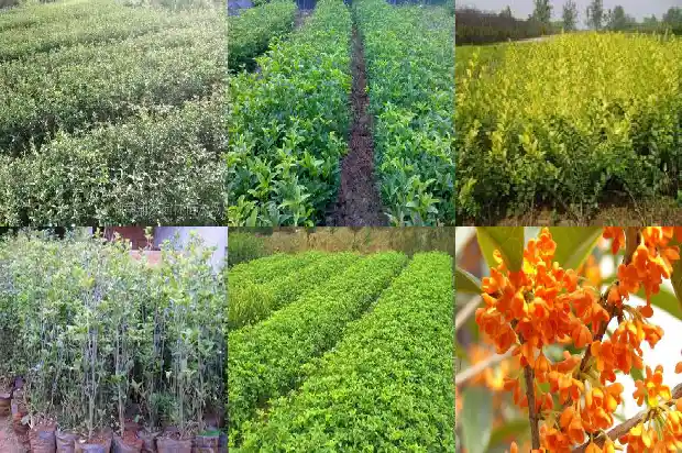 桂花树最高可达多少米长度1686702431953