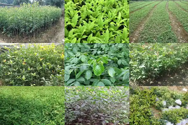桂花的海拔高度1686702451759