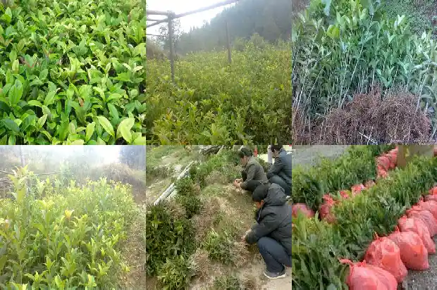 桂花的海拔高度1686702451855