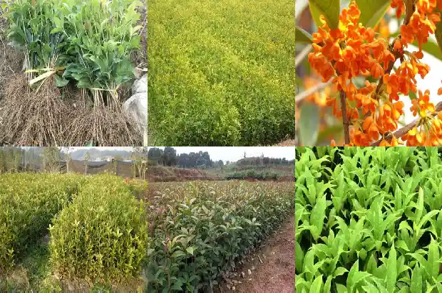 桂花树能做什么家具1686702476000