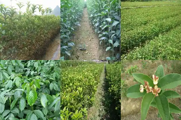 桂花树能做什么家具1686702476047