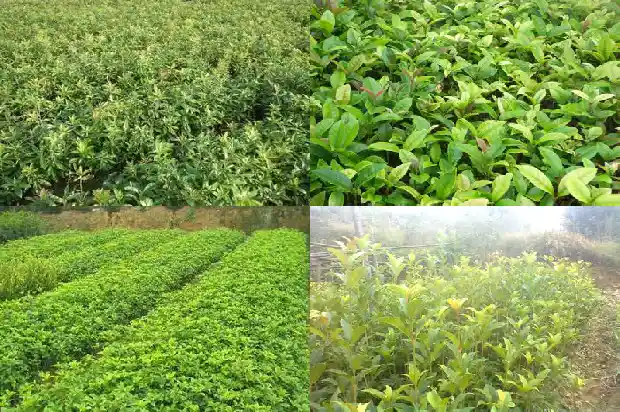 桂花树10公分多少钱一盆呢1689899566840